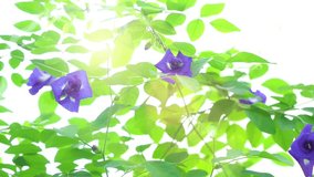 Blue butterfly pea flowers tree plant close up footage video.