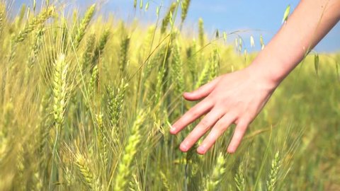 Crop hand touching cereal grass