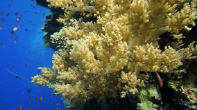 soft coral. coral reef underwater video. marine life