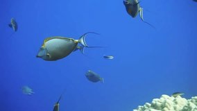 underwater video. marine life
