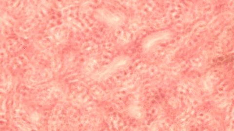 Cross section tissue with Hematoxilin and eosin (H&E) stain under microscopes.