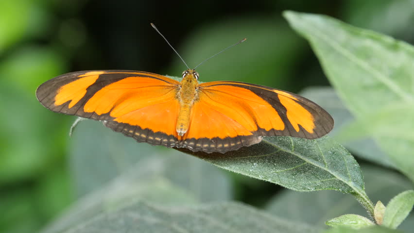 Close up of Julia butterfly as it sits on a leaf, moving its wings slightly. Wings are completely spread to show the top of butterfly.