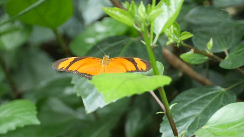 Julia butterfly sits on a leaf, moving its wings slightly, then it flies away. Wings are completely spread to show the top of butterfly.