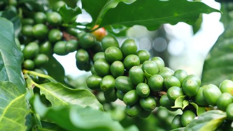 Arabica Coffee Bean Plant. (4K-BCU) 