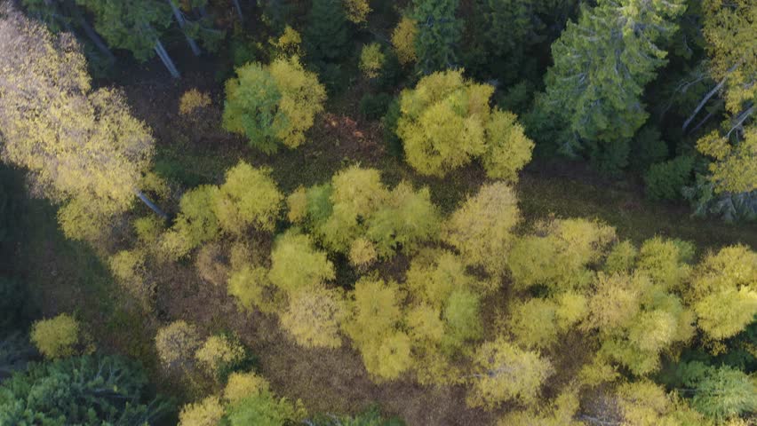 Flying fast directly above colorful autumn forest | Shutterstock HD Video #1017852211