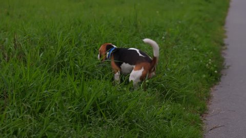 Beagle dog poops on the grass and its owner collects dogs feces in a plastic bag.