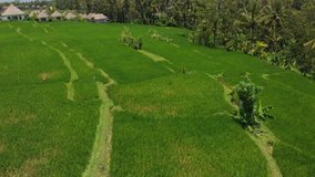4K aerial flying video of green grass background and coconut palms. Bali island.