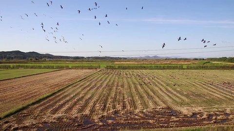 Geese feeding activity in rice fields.
Feeding activities of white-fronted goose. White-fronted goose flying in the sky. Location: Ganghwa-do, Korea.