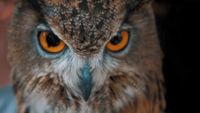 A close-up video of a beautiful and curious Eagle Owl.