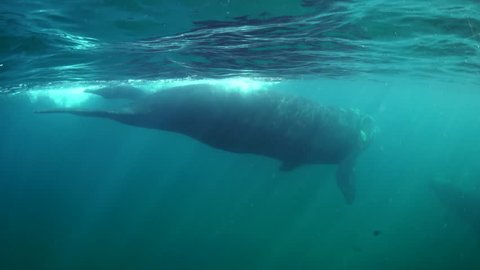 Three southern right whales swim past the camera, Nuevo Gulf, Valdes Peninsula, Argentina.