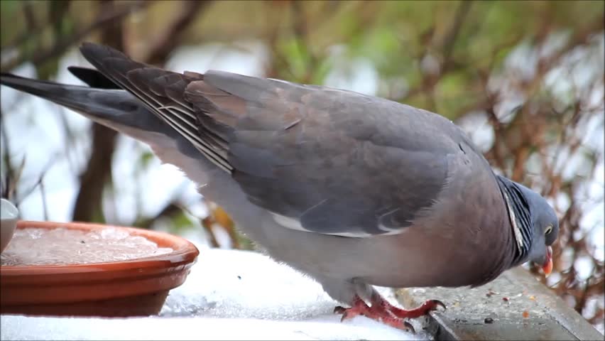 Wood Pigeon Big Dove Feeding Stock Footage Video 100 Royalty Free Shutterstock