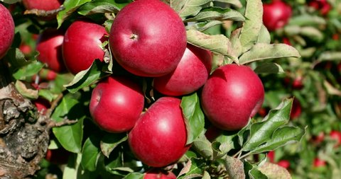 Apple on tree/Fruit/Nature