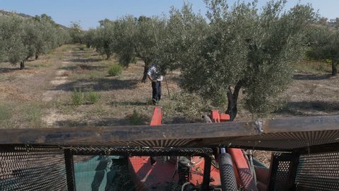 Picking olives with shaker machine- Harvesting olives- olive oil production