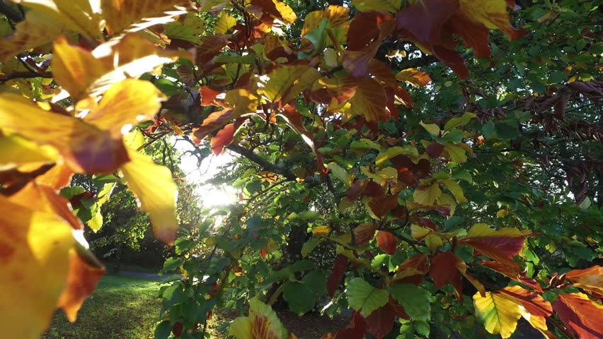 Sunlight shining through some orange, yellow and green autumn leaves in a forest.