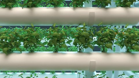 Hydroponics method of growing plants using mineral nutrient solutions in water, without soil. Rows of mature basil plants grown in hydroponics pipes with LED light indoor farm. Hydro agriculture.
