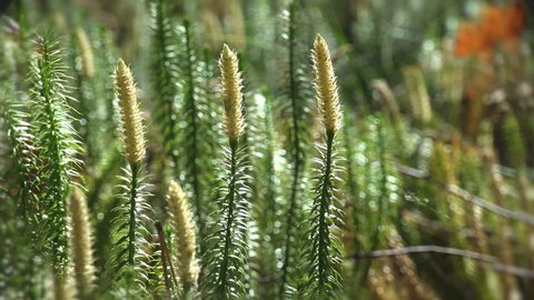 Mosses are small flowerless plants that typically grow in dense green clumps or mats, often in damp or shady locations. Fantastic view individual in vascular plants