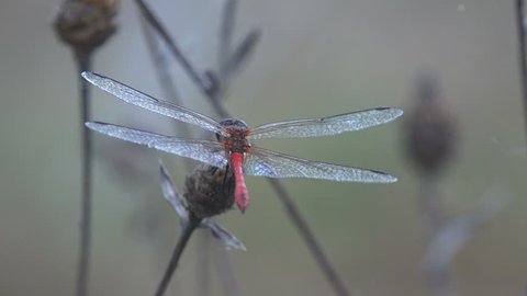 Red-veined darter or nomad (Sympetrum fonscolombii) is a dragonfly of genus Sympetrum.  Flying adderis similar to other Sympetrum species but. Males have a red abdomen, redder than many