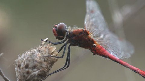 Red-veined darter or nomad (Sympetrum fonscolombii) is a dragonfly of genus Sympetrum.  Flying adderis similar to other Sympetrum species but. Males have a red abdomen, redder than many