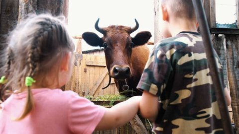 Small children look at a horned cow standing in a stall on a farm