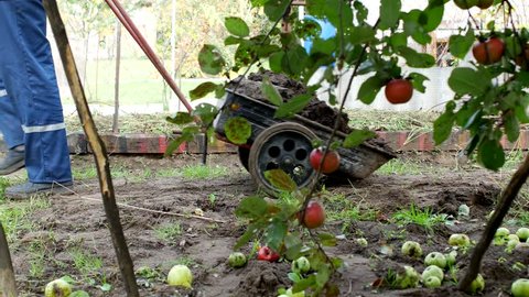 Farmer man carries a garden cart with manure for transportation around the garden, fertilizing the soil, country cottage area. Tree with apples on foreground. Agricultural industry