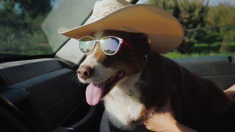 The dog travels with the owner in the car. The pet is wearing sunglasses