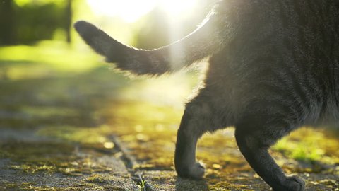 Cat walks in park in sunny spring day. Close-up of the cat's tail, which smoothly wave its fluffy tail. The sun shines brightly on the background