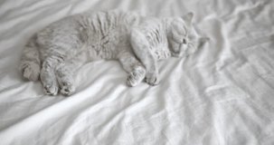 Beautiful gray cat sleeping in bed