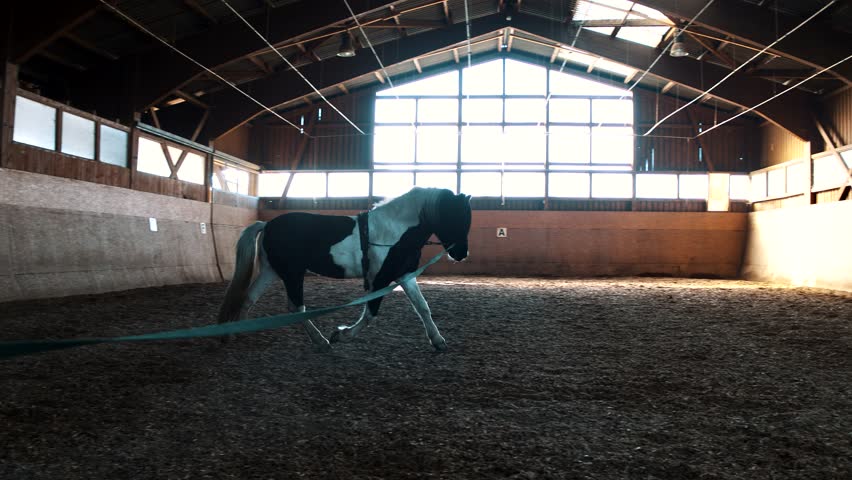 Horse on a Longe | Shutterstock HD Video #1017909802