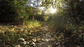 Steadicam flies through tree row. Stabilized video of autumn walk with sun peeking behind trees