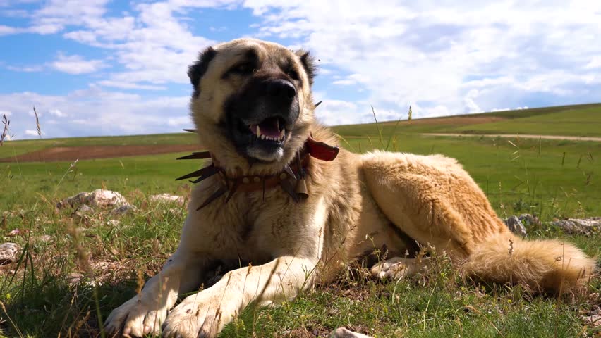 anatolian shepherd spiked collars