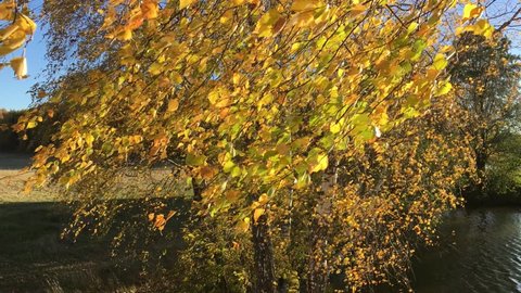 Bright autumn Birch leaves on a branch fluttering in the wind