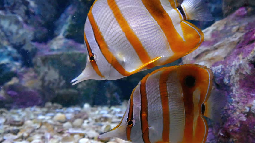 copperbanded butterflyfish or beak coralfish.  Live in the salt water, popular as ornamental fish.
