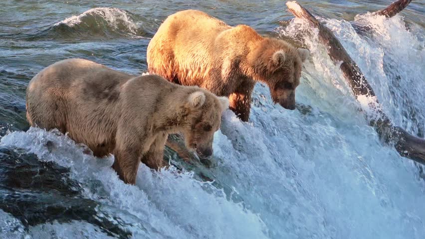 Brown bear catching salmon jumping up the falls in mid air in slow motion Royalty-Free Stock Footage #1017918463