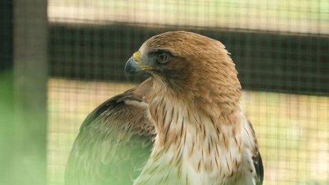 CLIP: Close up of Buzzard in Wild animals recovery center 4K
