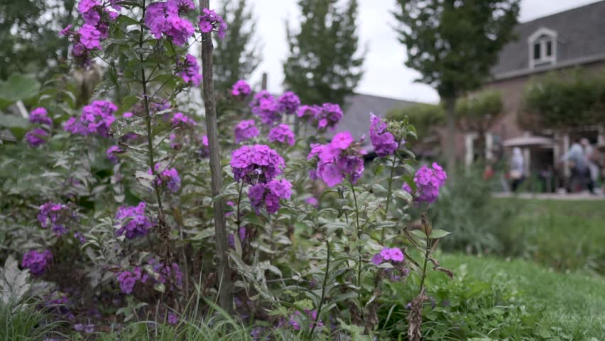 Close up shot of purple flowers