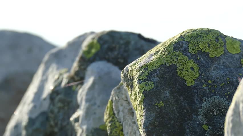 Welsh dry wall detail with moss.