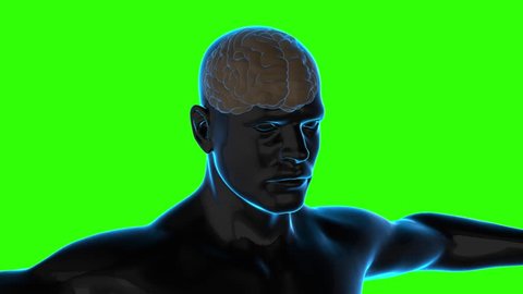 3d Animation of transparent body and brain shrinking due to aging process 