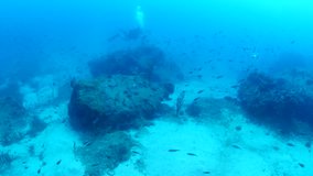 underwater sponge scenery Mediterranean sea