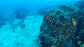underwater sponge scenery Mediterranean sea