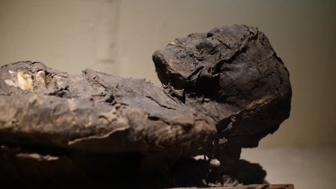 Old ancient mummy skeleton close up