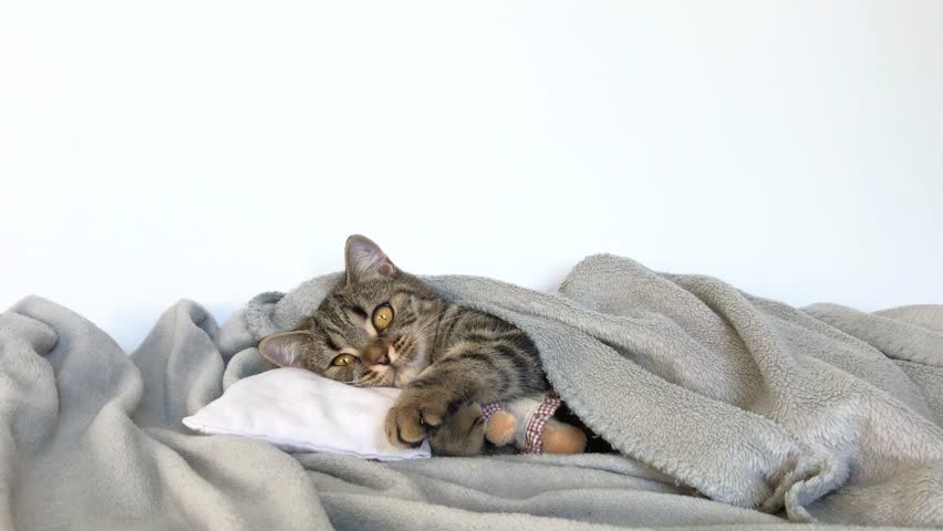 sleeping cat hugging pillow