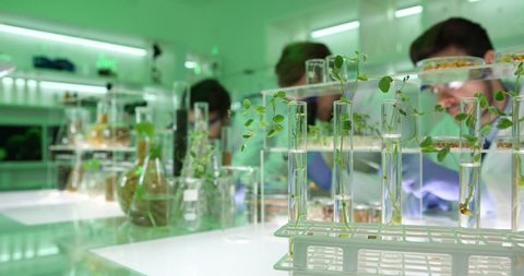 Team of Specialists Testing Horticulture Engineered Plants Seeds Work Laboratory