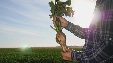 The cultivation of sugar beet. Agronomist holding a root vegetable of sugar beet