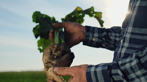 The cultivation of sugar beet. A man agronomist holding a root vegetable of sugar beet