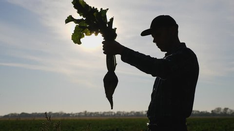 Silhouette of a man agronomist holding a root vegetable of sugar beet the field