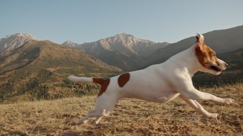 Dog running in grass. Adorable small jack russel dog running through meadow in mountains with tongue out. 4k slow motion
