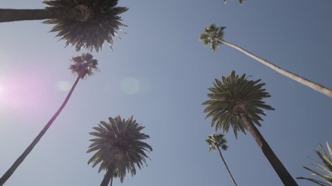 Slow drive through a street lined with palm trees in Beverly Hills, Los Angeles, California. Look up at palm trees against blue sky. Slow Motion. 