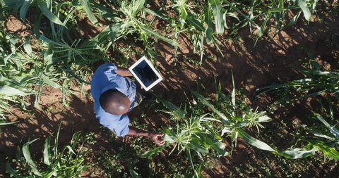 4K directly above high zoom out aerial view of a black african farmer using a digital tablet and monitoring a corn crop on large scale vegetable farm