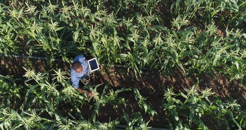 4K directly above aerial view of a black african farmer using a digital tablet and monitoring a corn crop on large scale vegetable farm