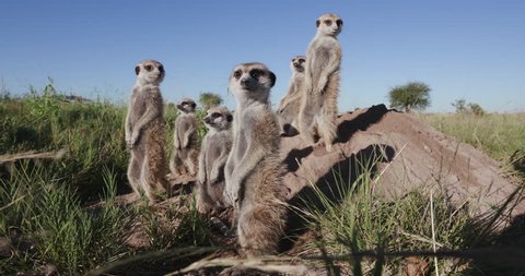 Funny animals.4K close-up view of a small group of meerkats sunning themselves in the early morning sun ontop of their burrow, Botswana